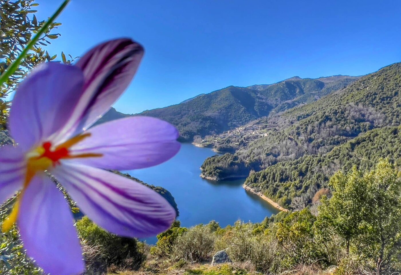 tolla lac fleur scaled 1